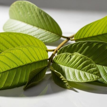 Óleo de Folha de Goiaba: O Segredo Natural Para Fazer Seu Cabelo Crescer Forte