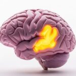 Por Que o Açúcar "Vicia" o Cérebro: Entenda a Ciência