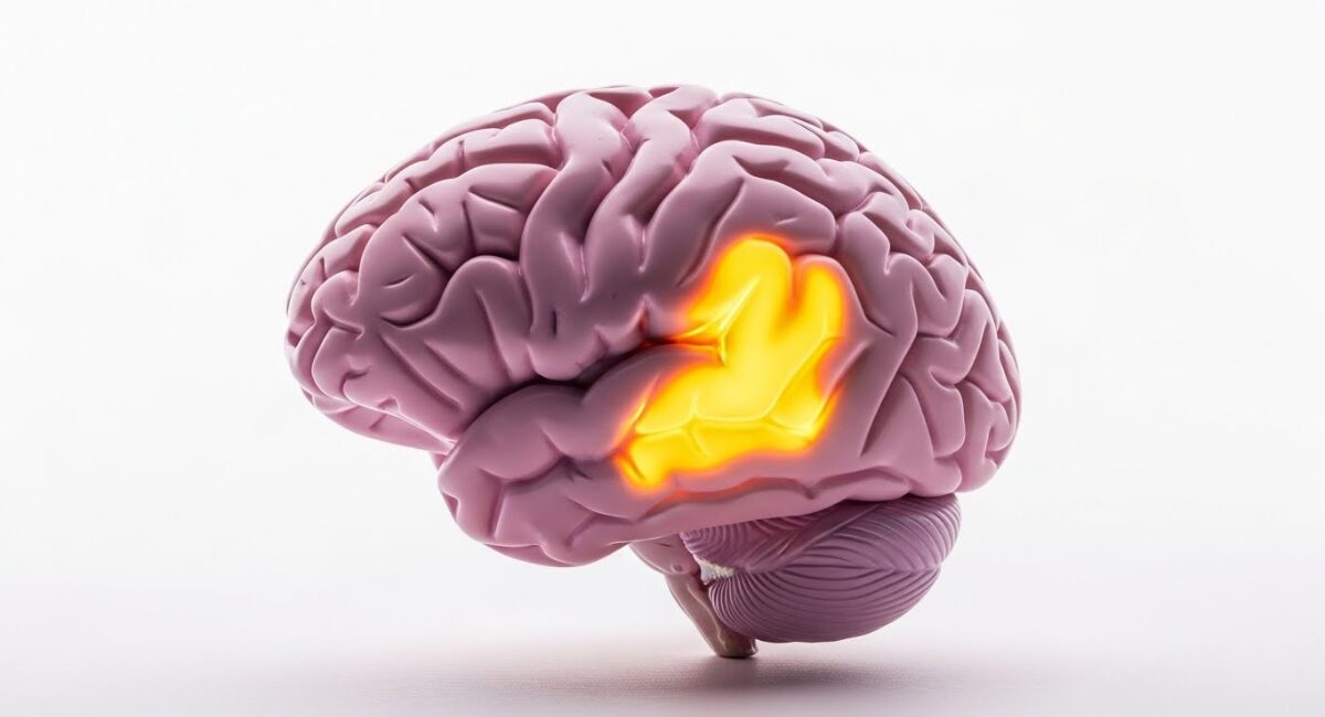 Por Que o Açúcar “Vicia” o Cérebro: Entenda a Ciência